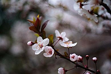 回合制RPG《光与影：33号远征队》大量新细节公布